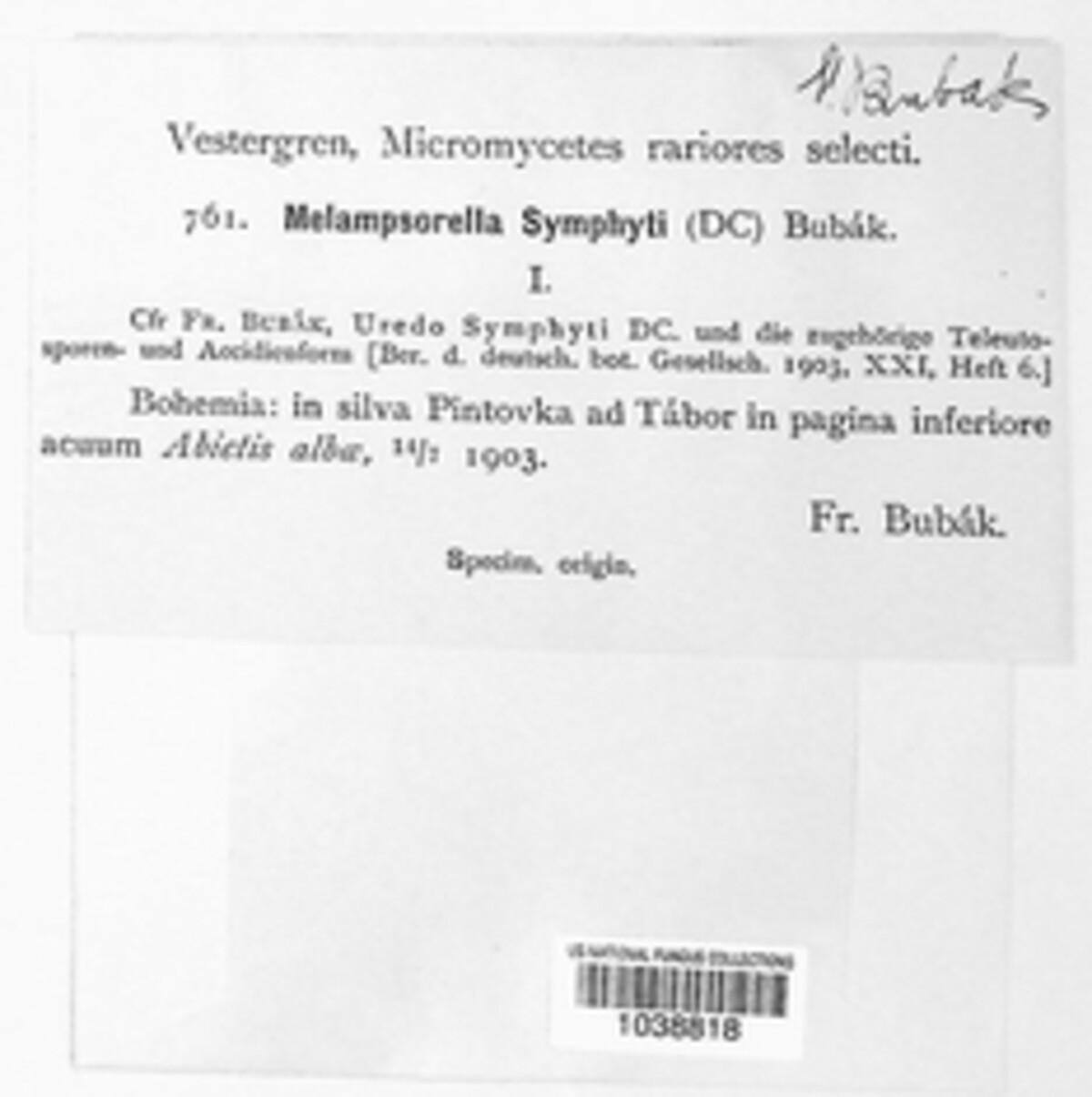 Pucciniastrum symphyti image